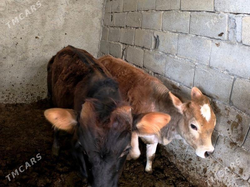 Ökuzce we tuwe - Анев - img 1