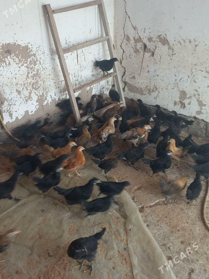 Towuk jüje - Мары - img 1