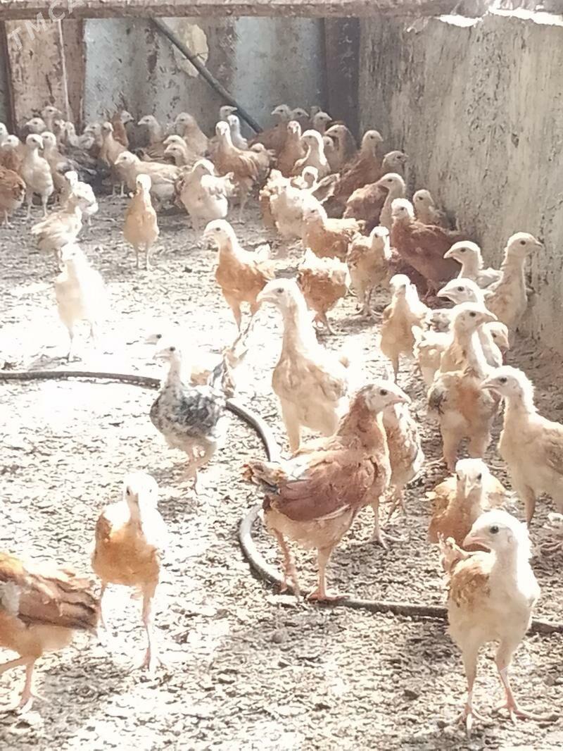 towuk juje - Bäherden - img 1