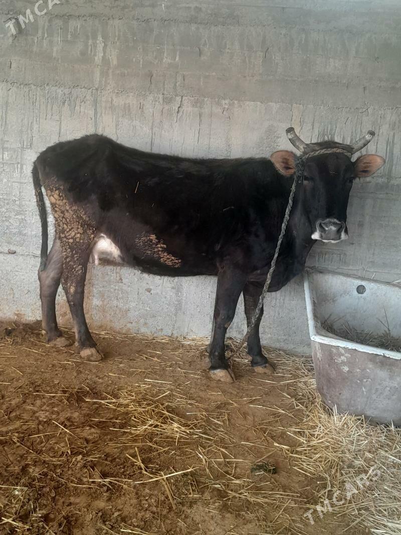 ŞIWET TOHUM SYGYR - Gökdepe - img 1