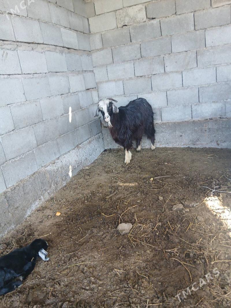 owlakly geçi - Aşgabat - img 1