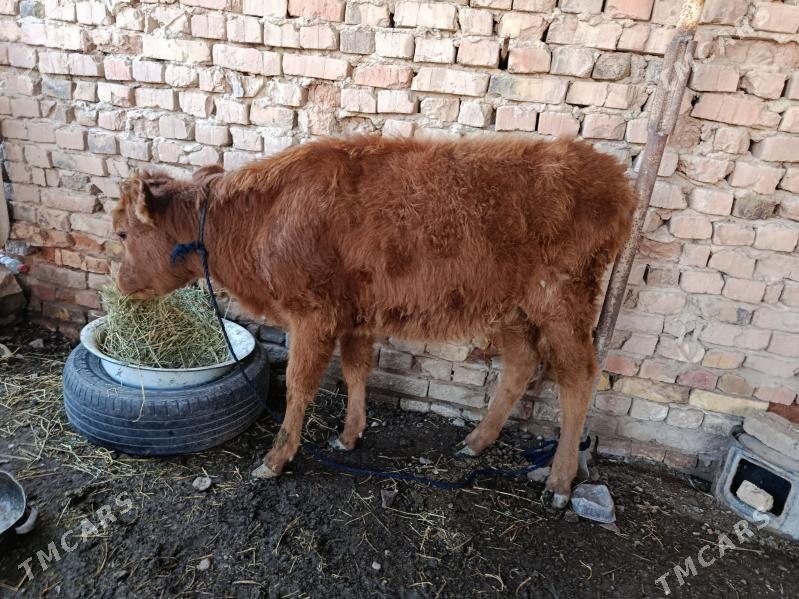 Tuwe - Теджен - img 1