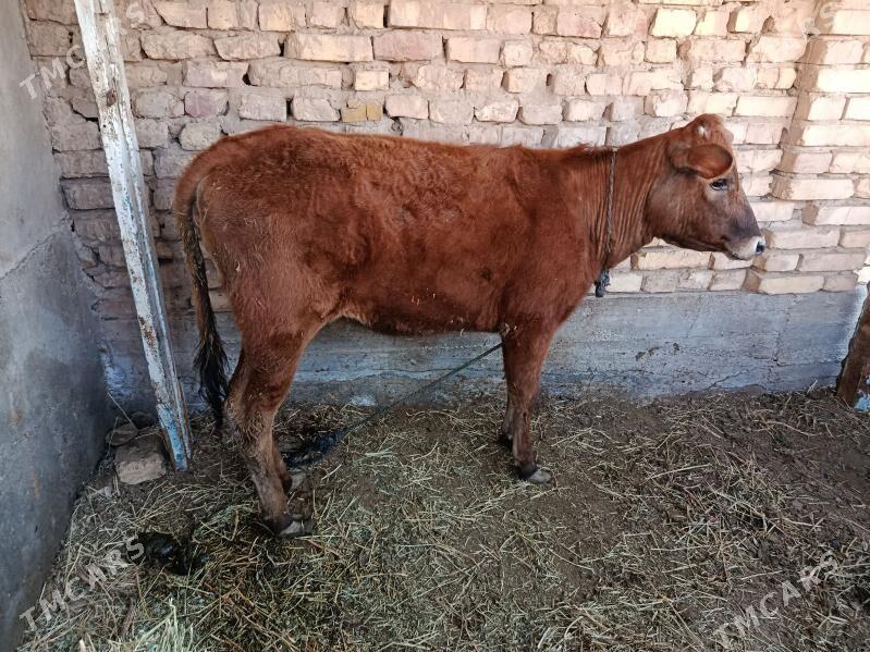 Tuwe - Теджен - img 1