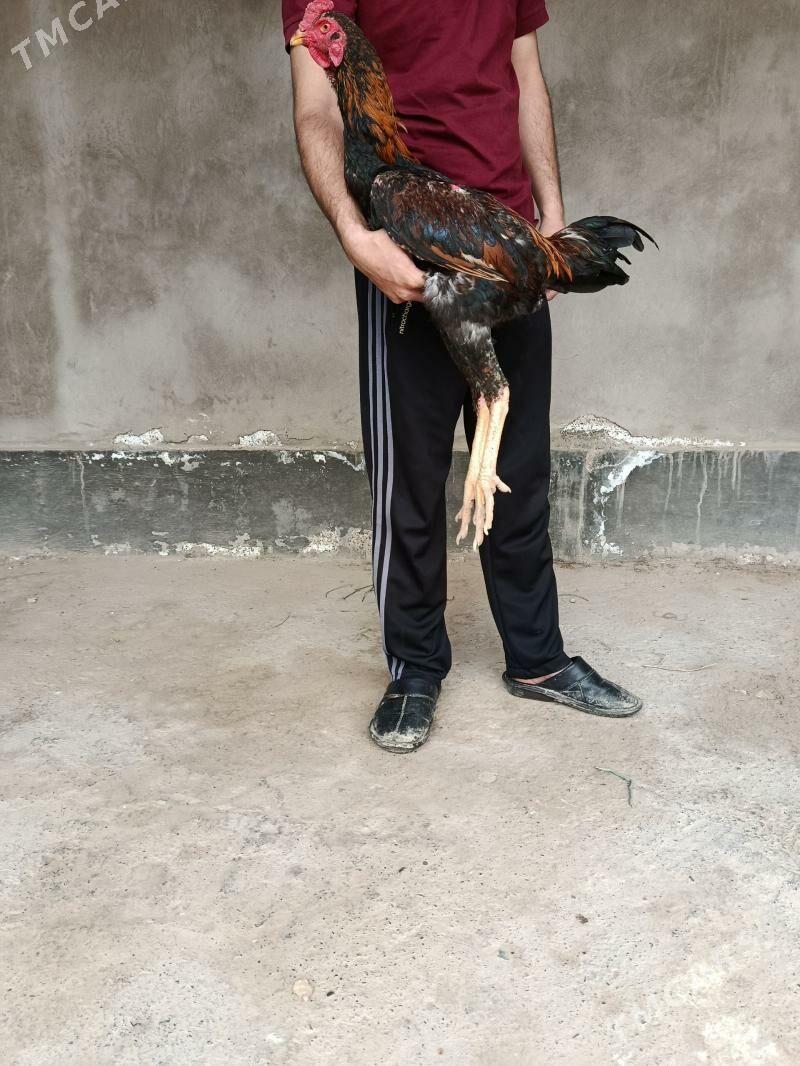 Taskent - Tejen - img 1