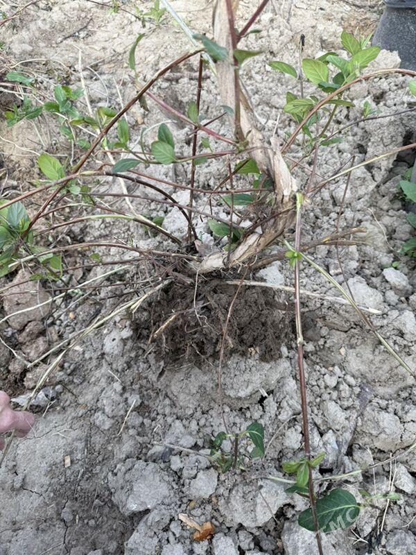 žasmin gul ulusy - Анев - img 1