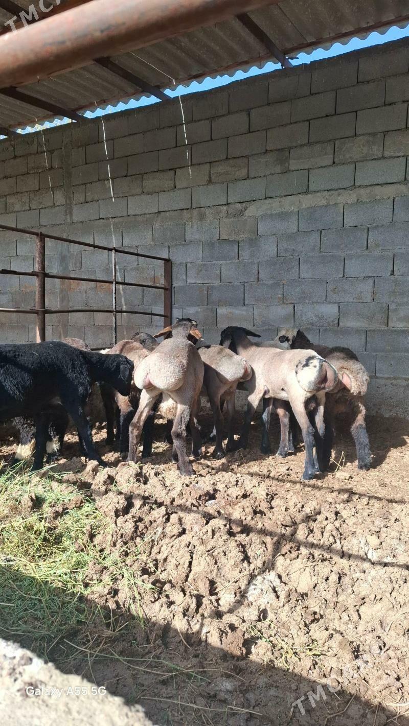 Goyunlar - Gökdepe - img 1