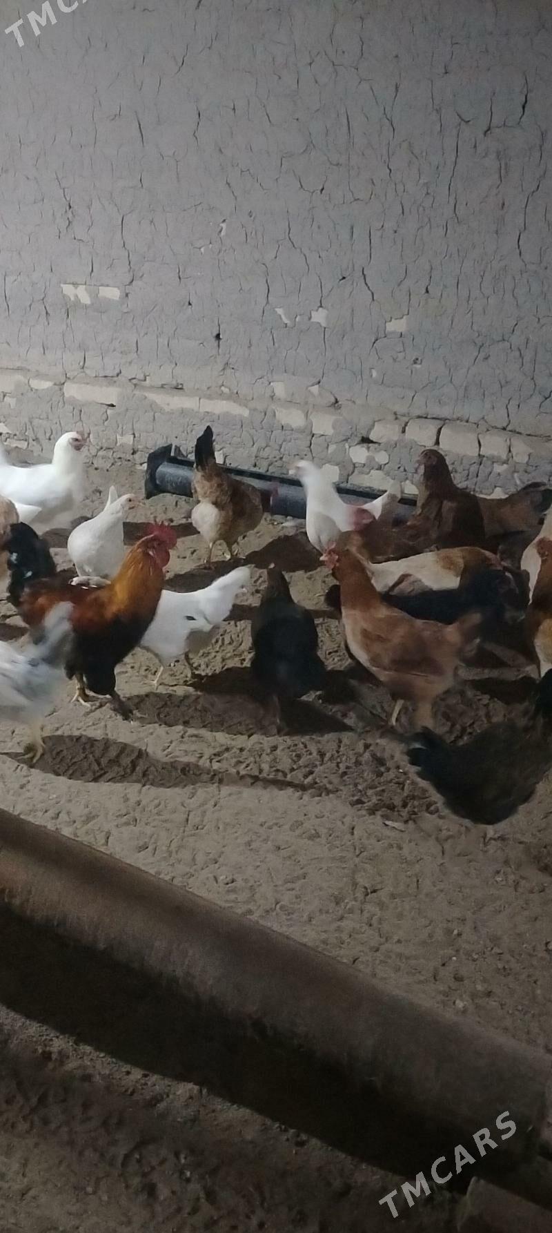 Yas towuk - Мургап - img 1