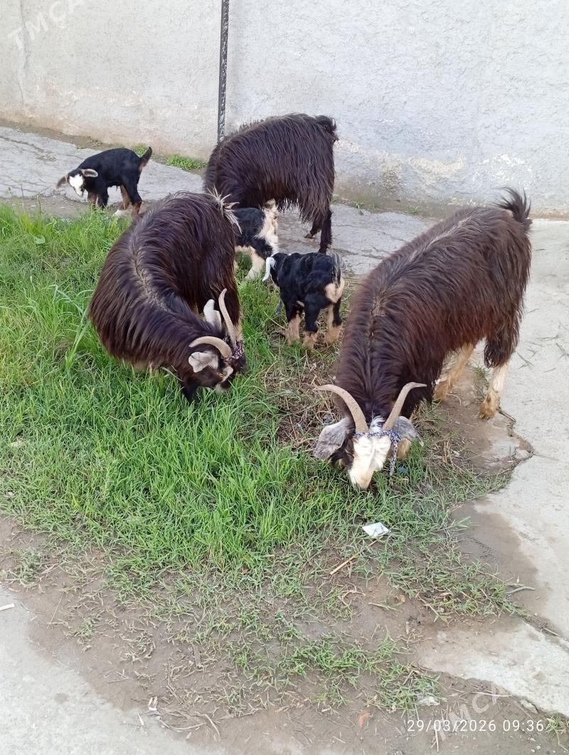 Owlakly Geçi - Gökdepe - img 1