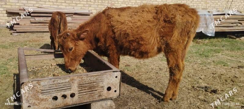 gole gulajyn - Мары - img 1