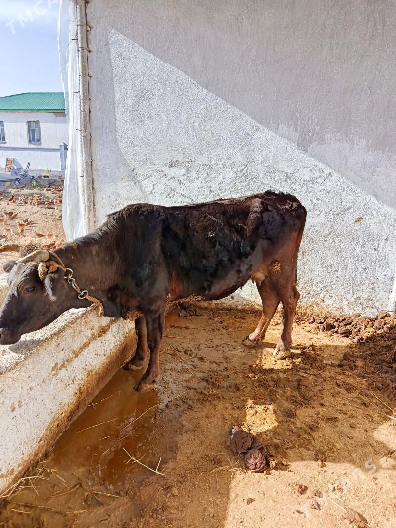 goleli sygyr - Аркадаг - img 1