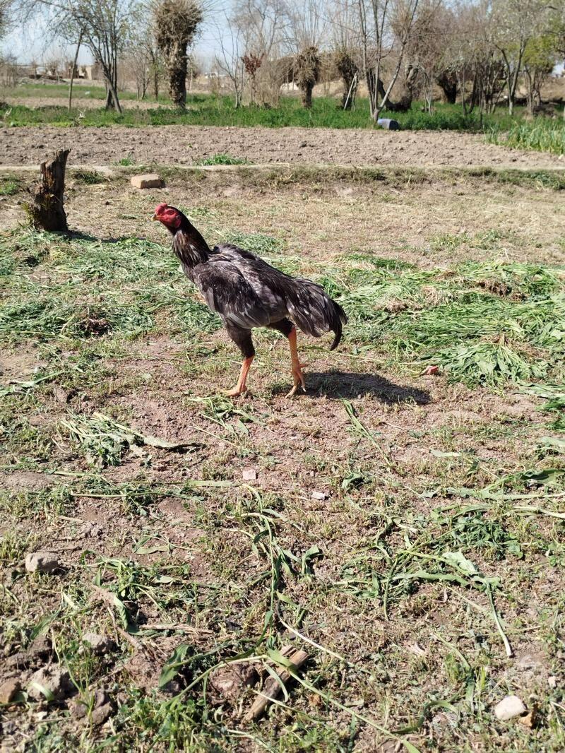 baysy - Türkmengala - img 1