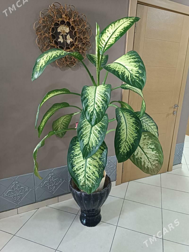 Дифенбахия - Гуртли - img 1