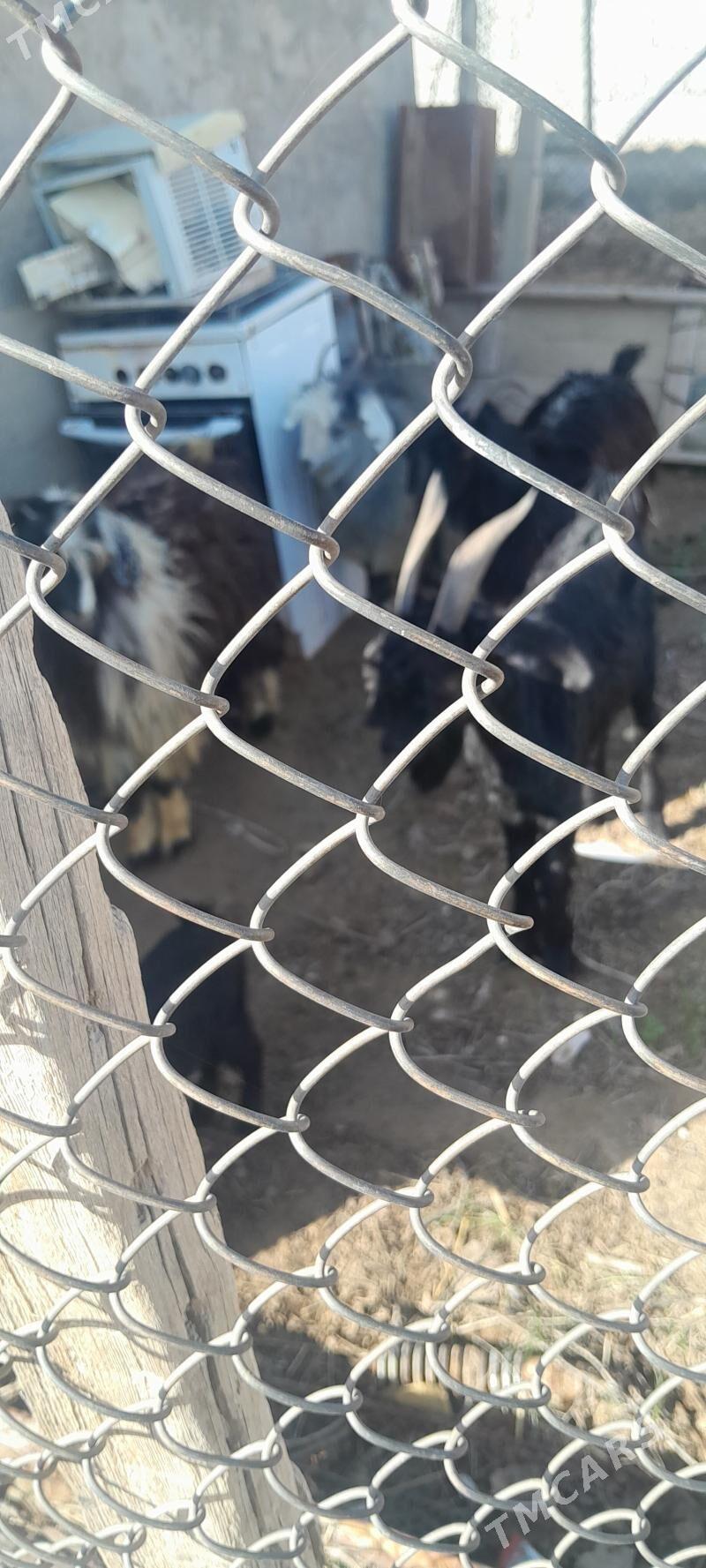 geci - Кака - img 1