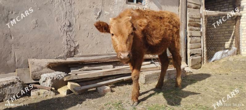 gulajyn yuwas - Mary - img 1