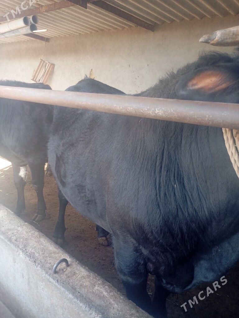 öküz - Babadaýhan - img 1