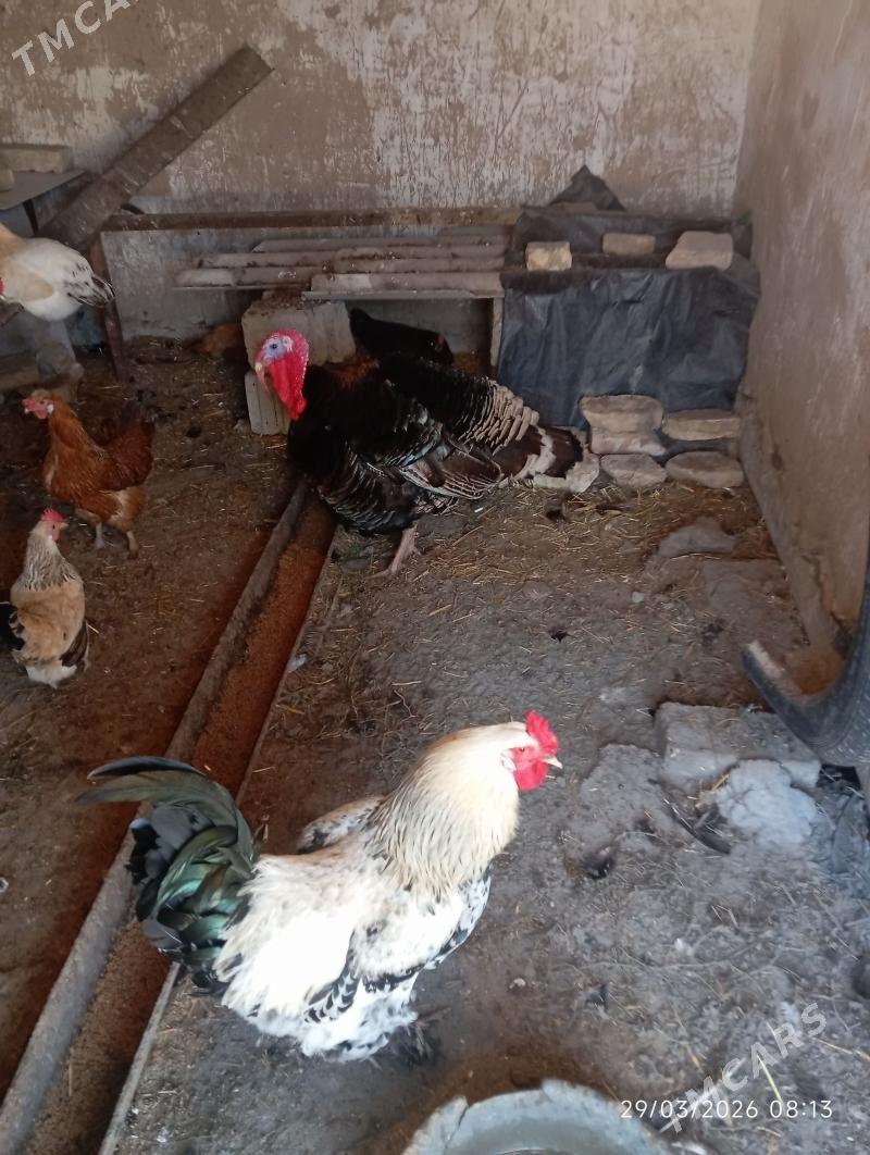 induk horoz - Änew - img 1