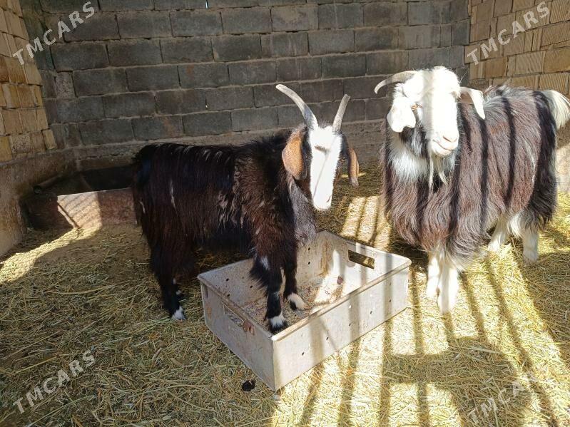 geci - Анев - img 1