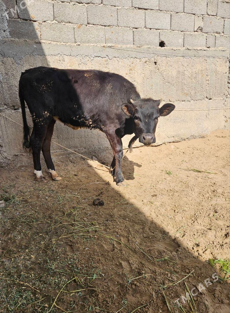 Tuwe - Гёкдепе - img 1