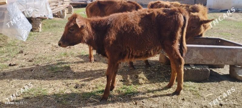 gulojyn yuwasa - Мары - img 1