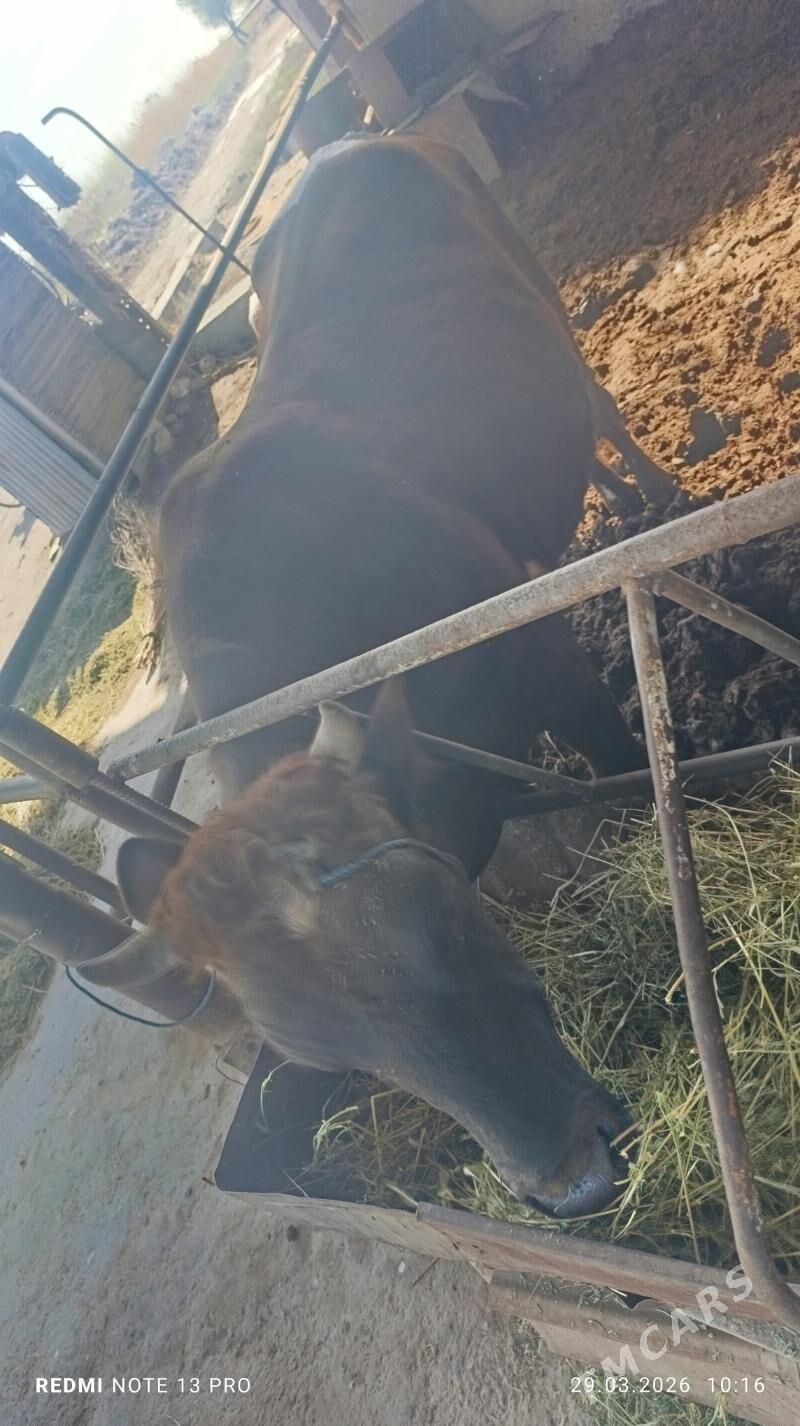 okuz - Saýat - img 1