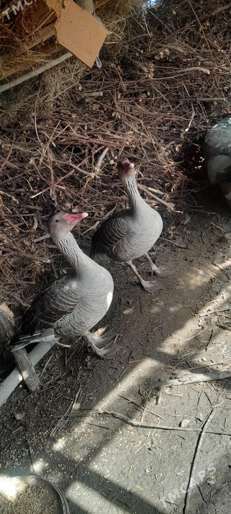 Gaz - Gurbansoltan Eje - img 1