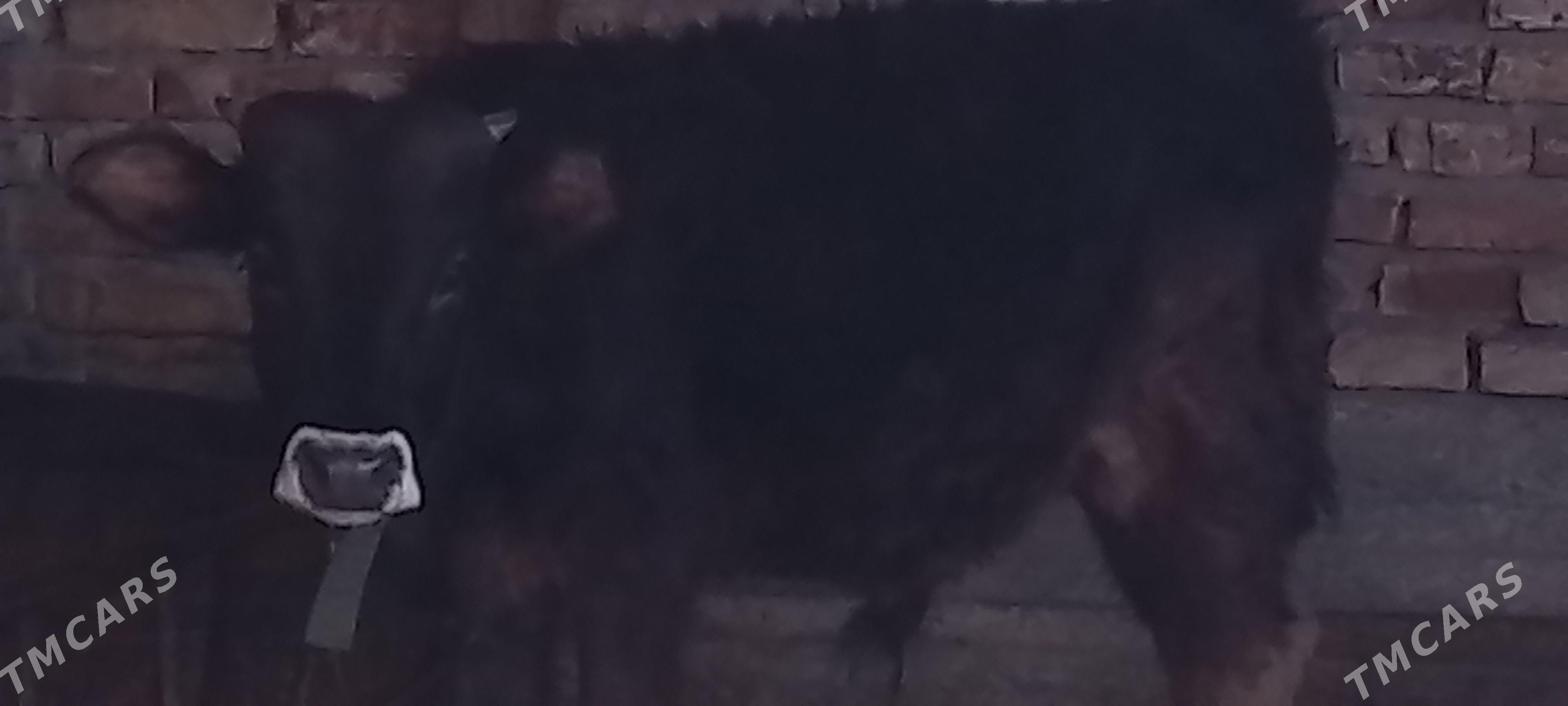 okuz - Бахарден - img 1