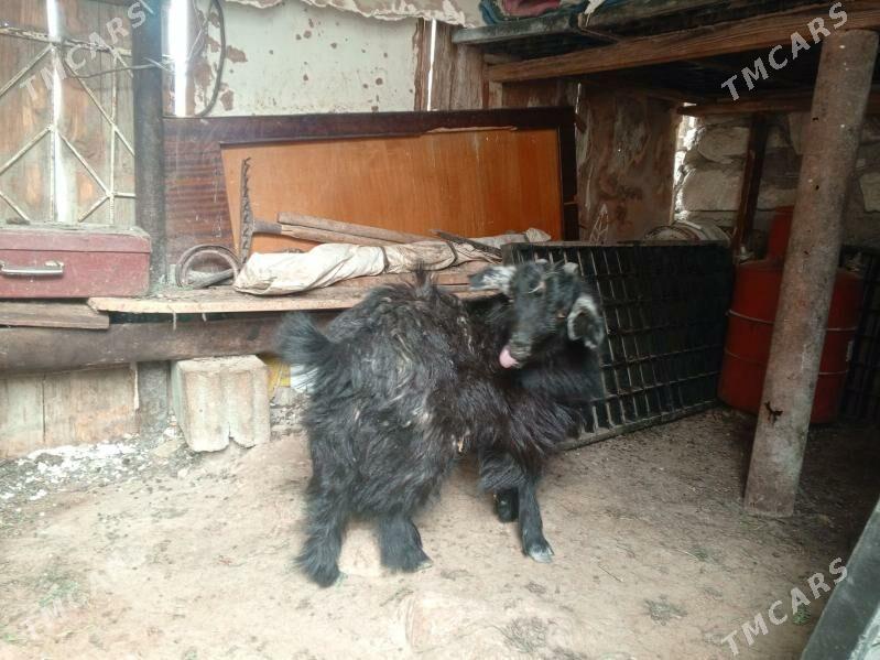 çebiş - Балканабат - img 1