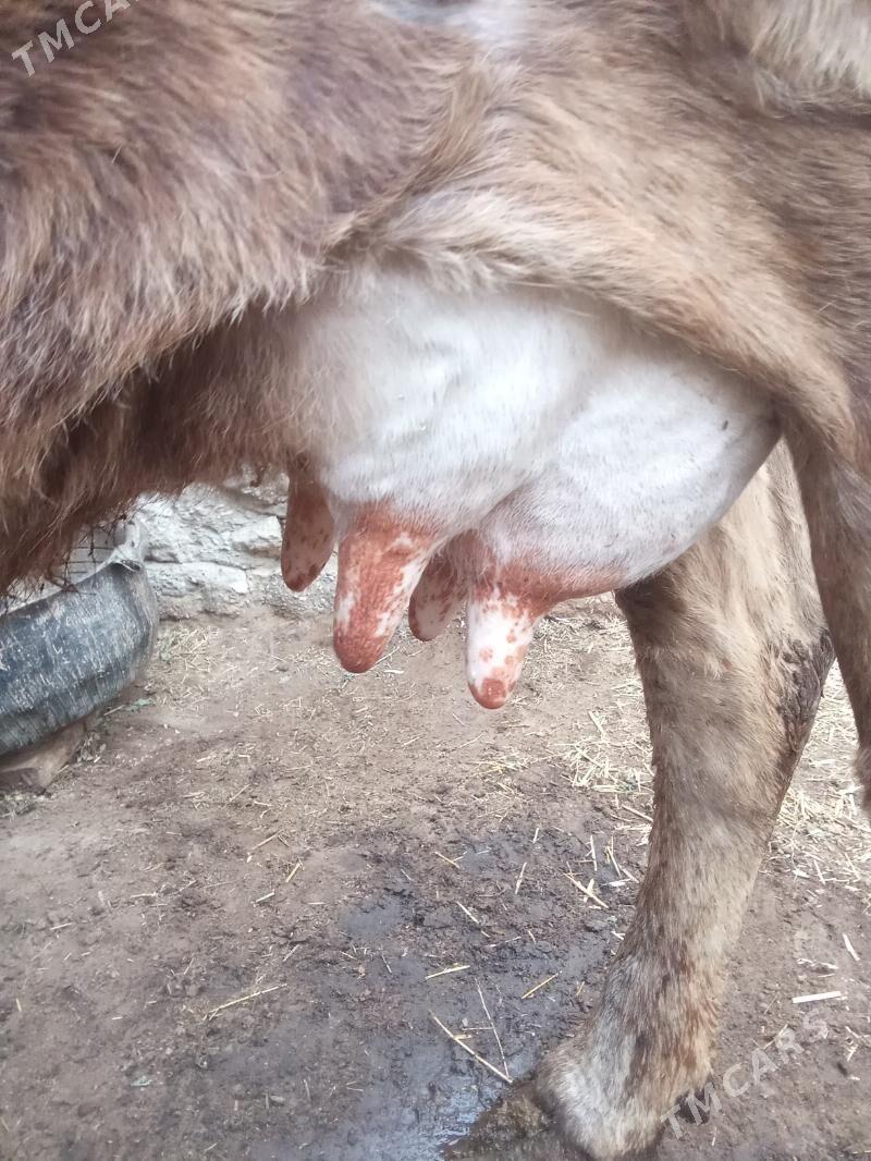 Sagym sygyr - Эсенгулы - img 1