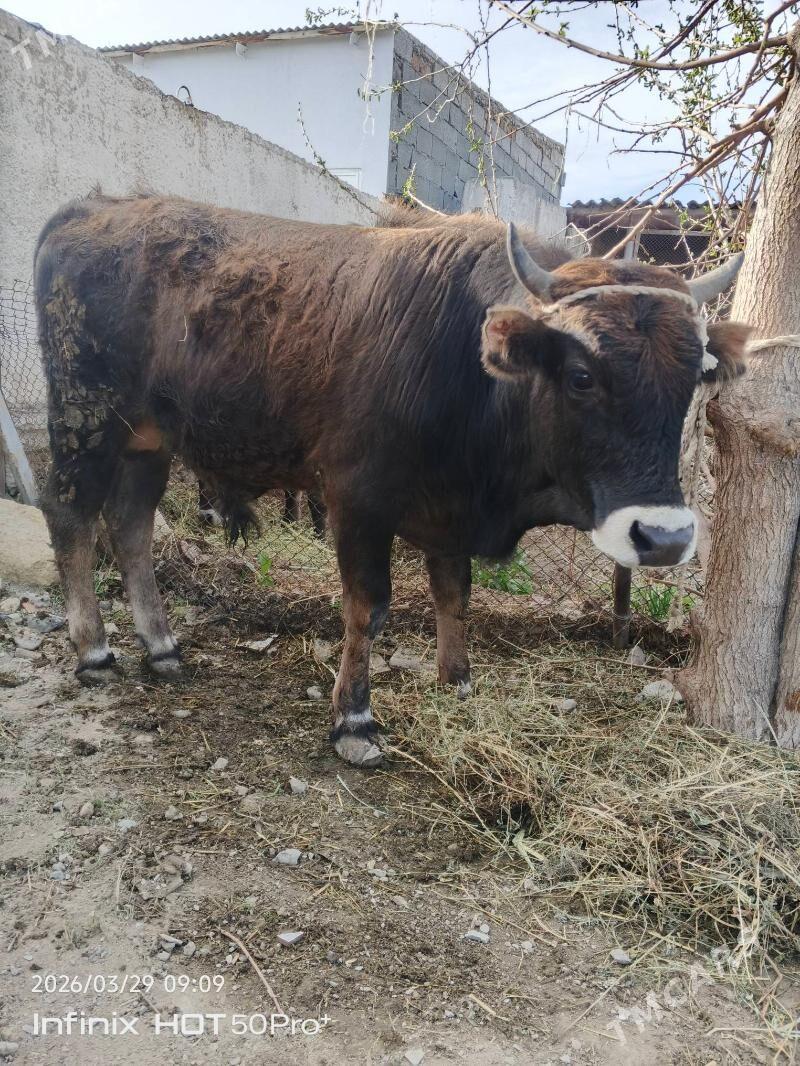 öküz - Гызыларбат - img 1