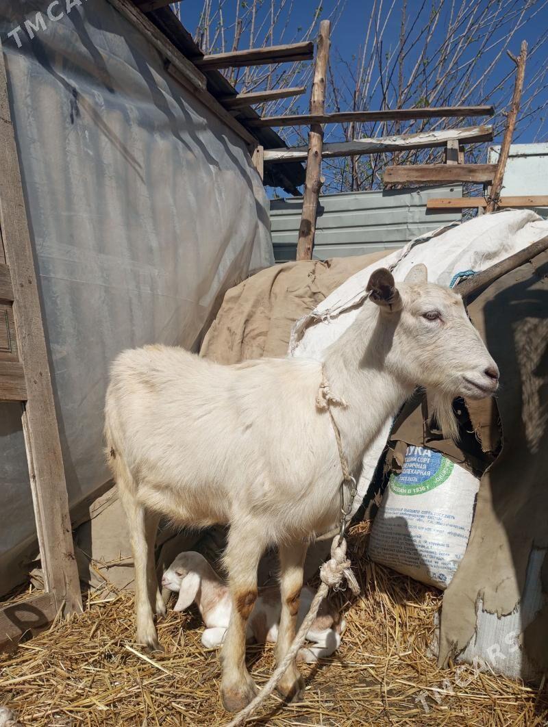 Zanen geci - Туркменабат - img 1