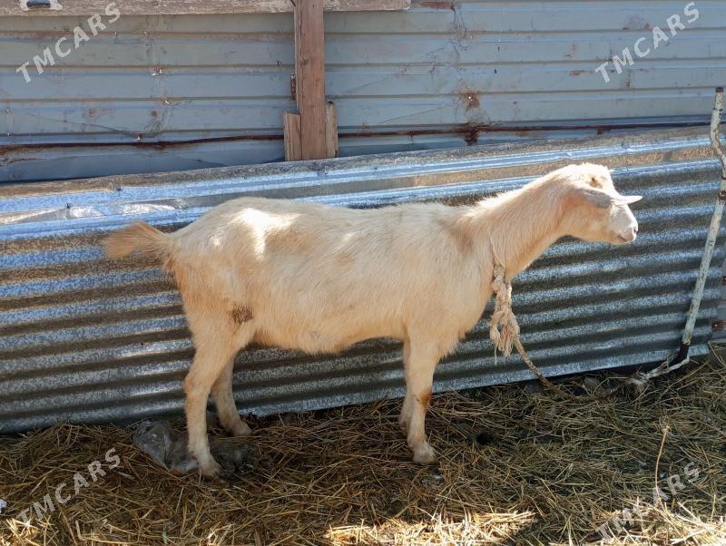 zanen - Туркменабат - img 1