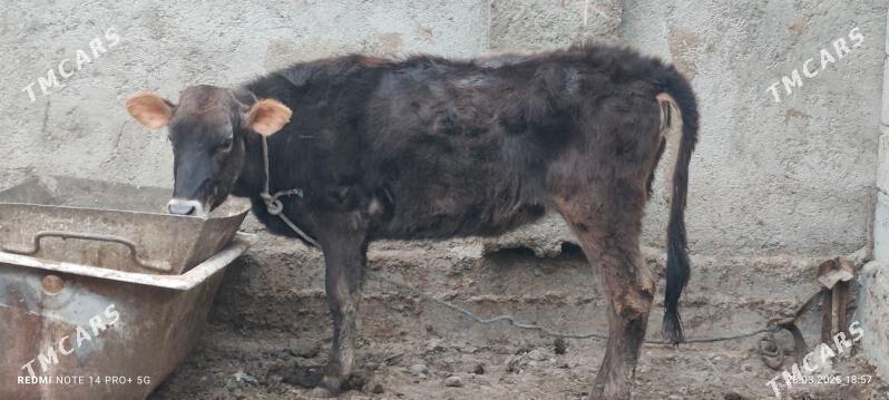 tuwe - Büzmeýin - img 1