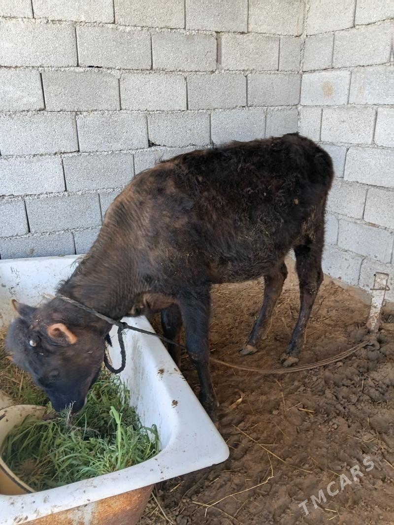 tuwe - Gökdepe - img 1