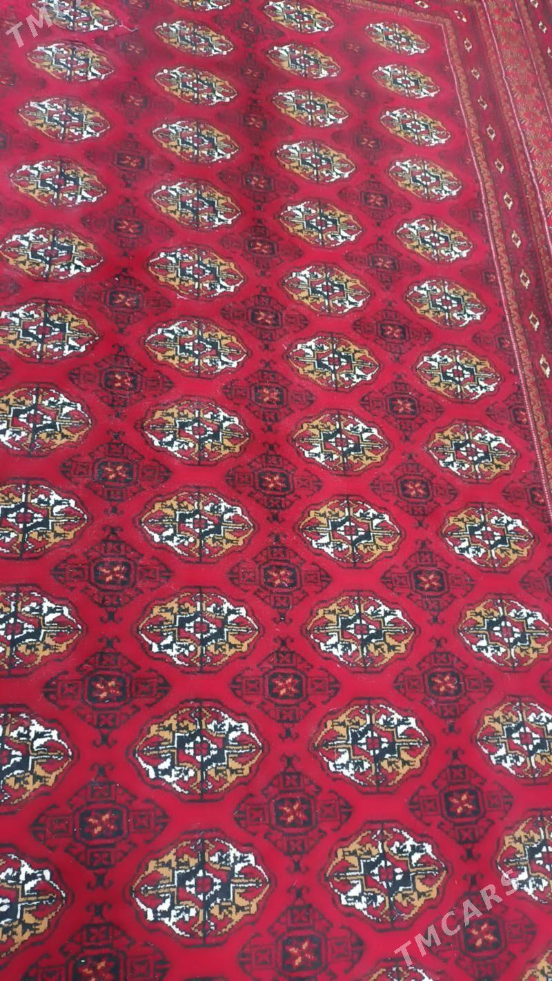 haly - Гызыларбат - img 1