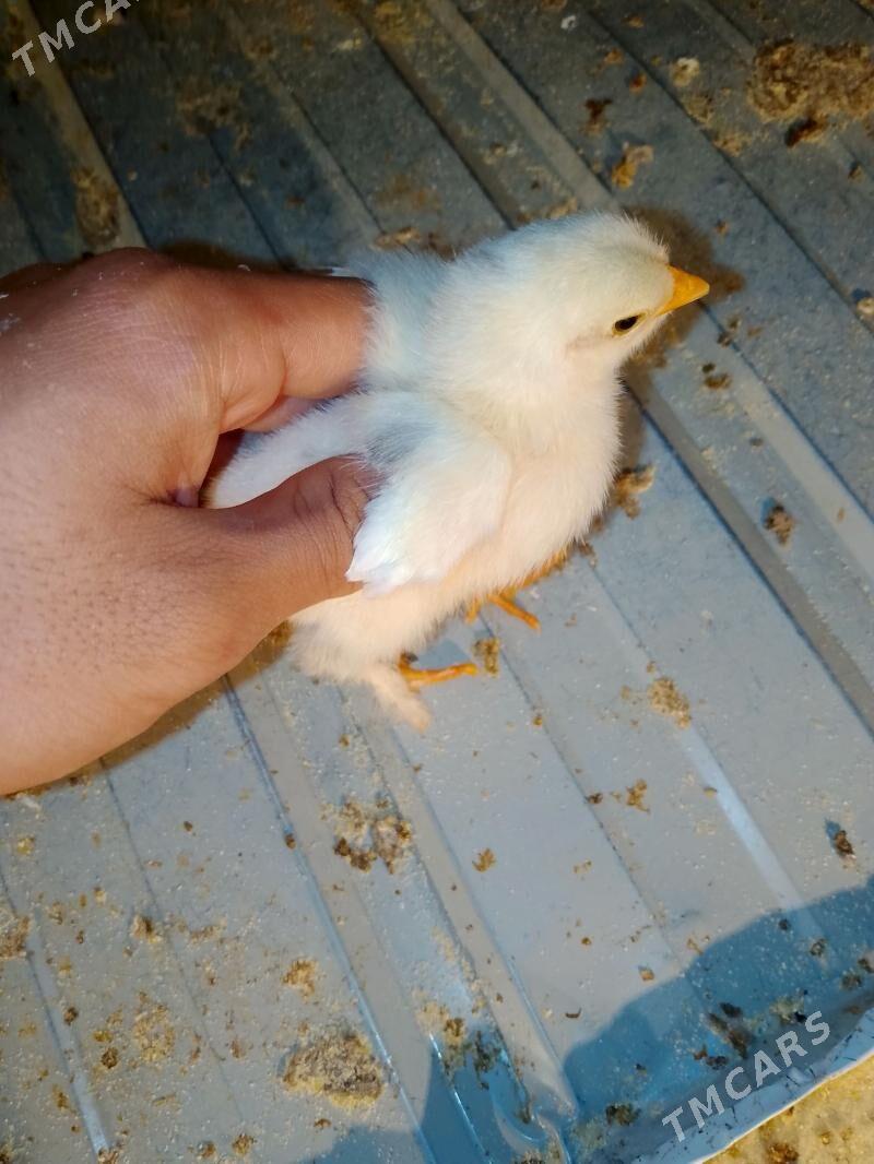 Juje - Сакар - img 1