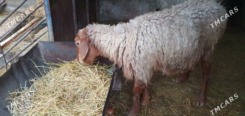 goyun... - Гёкдепе - img 1