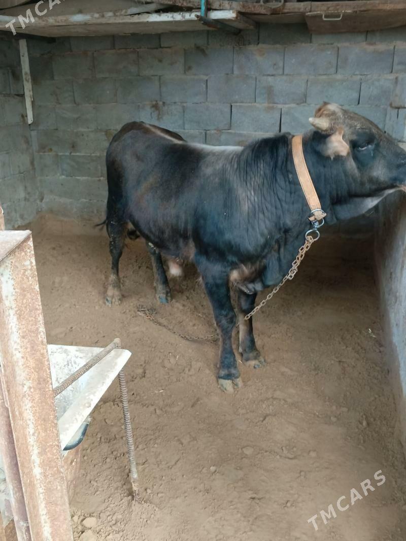 okuz - Бузмеин - img 1