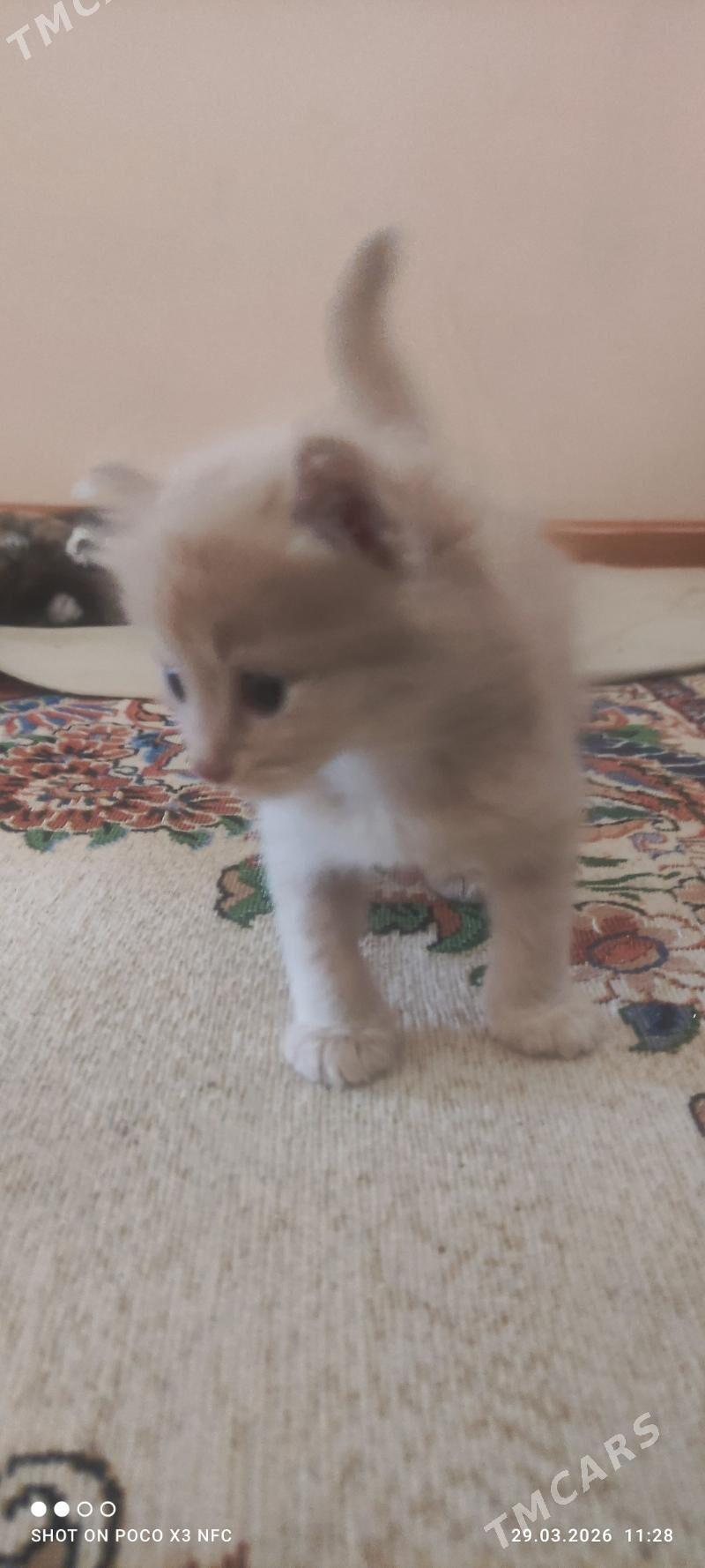 Pisijekler котята - Бузмеин - img 1