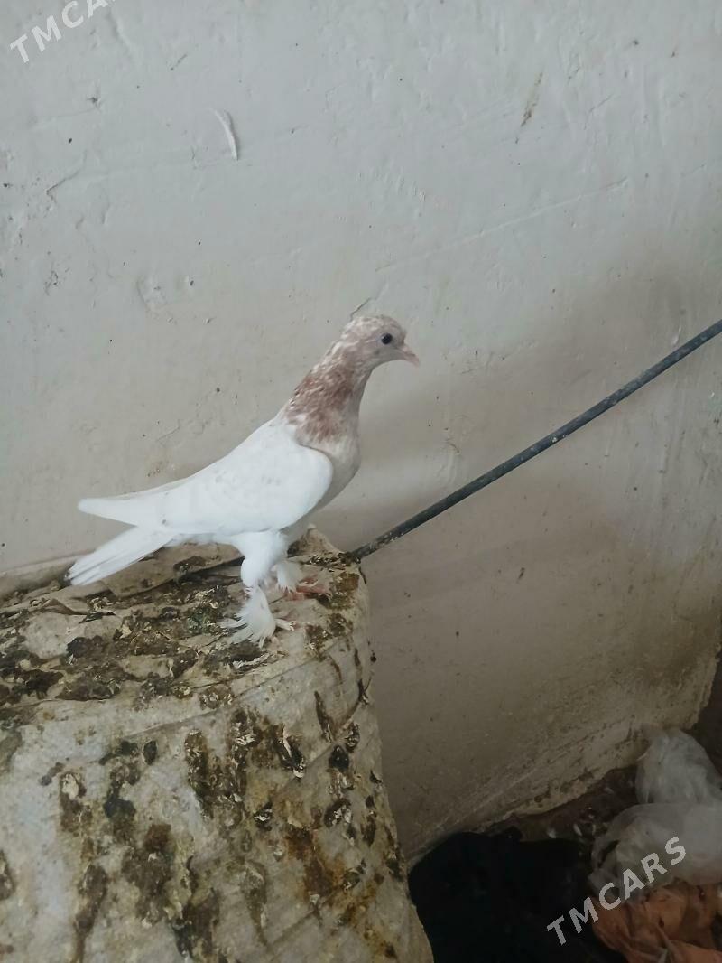 kepderi - Änew - img 1