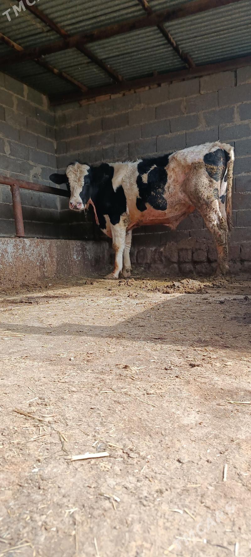 ala okuz uli zat - Бахарден - img 1