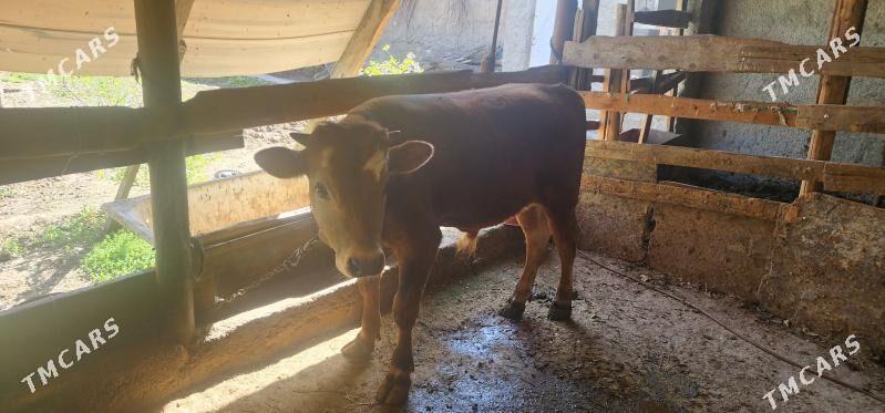 okuz - Ашхабад - img 1