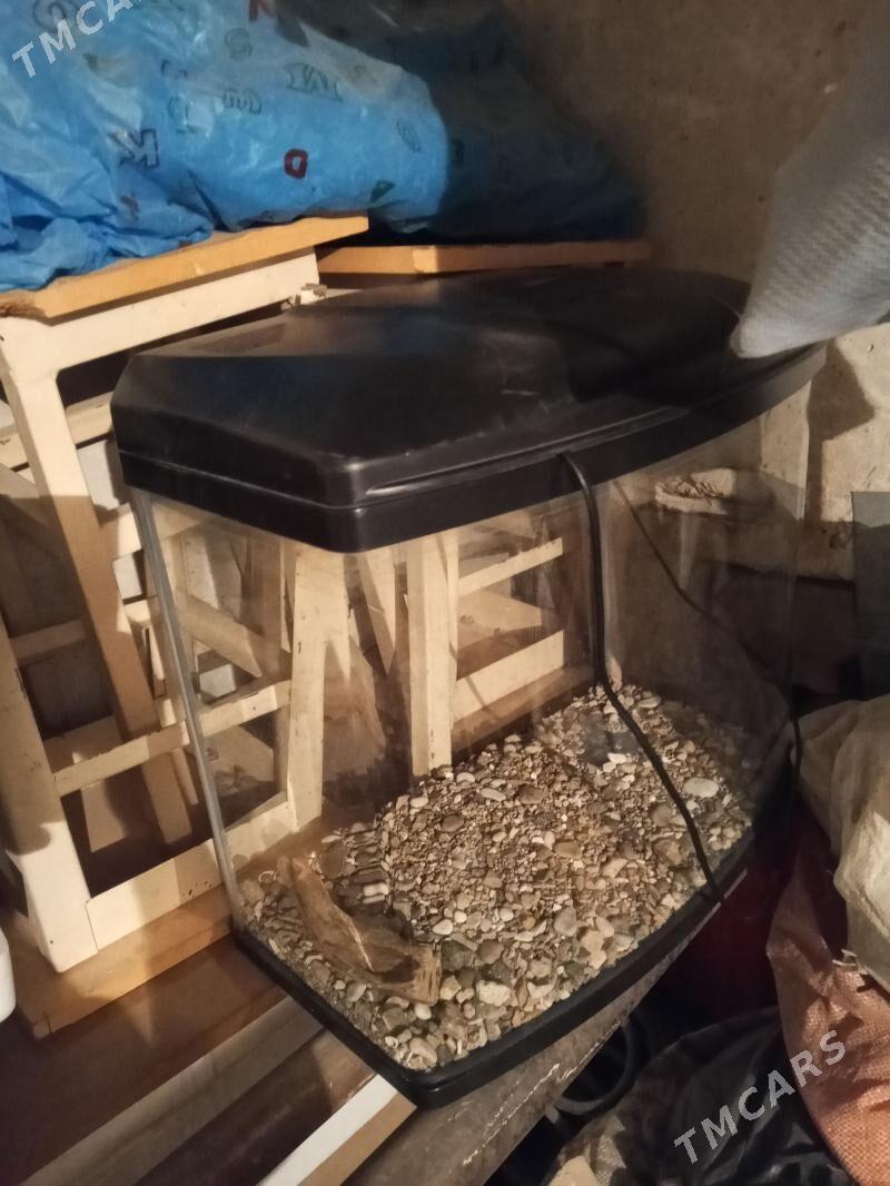 аквариум akwarium - Ашхабад - img 1