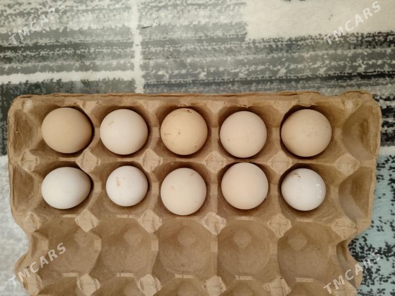 Brama, sesarka yumurtga - Balkanabat - img 1