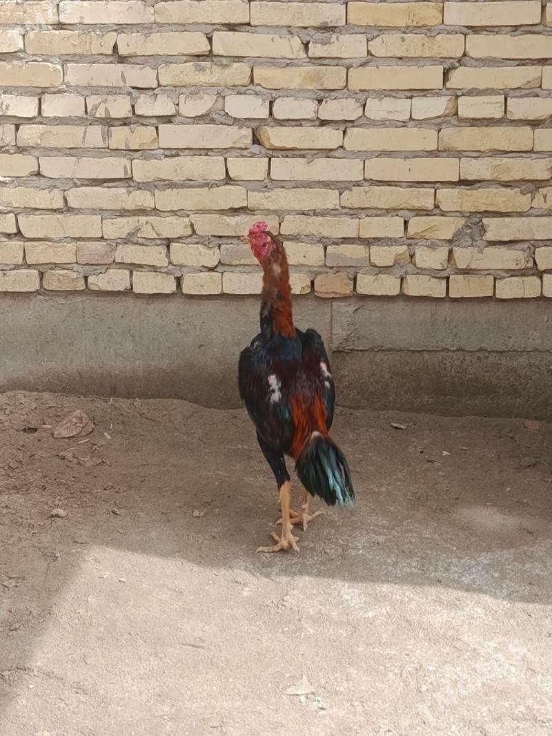 KAZAK - Туркменабат - img 1