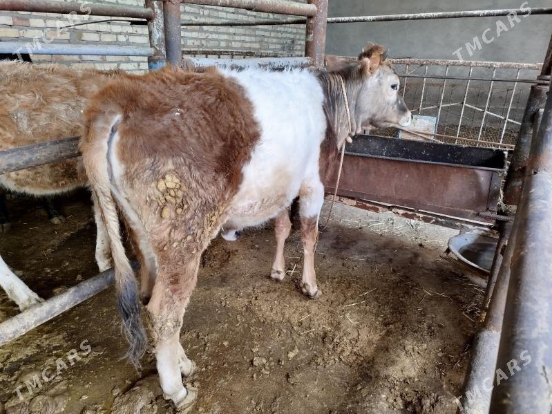 Tüwe 4 sany - Бахарден - img 1