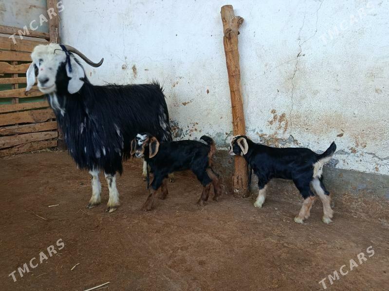 Owlakly geçi ekiz - Aşgabat - img 1