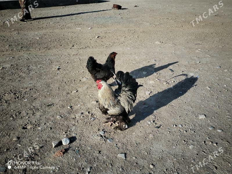 Brama - Gumdag - img 1