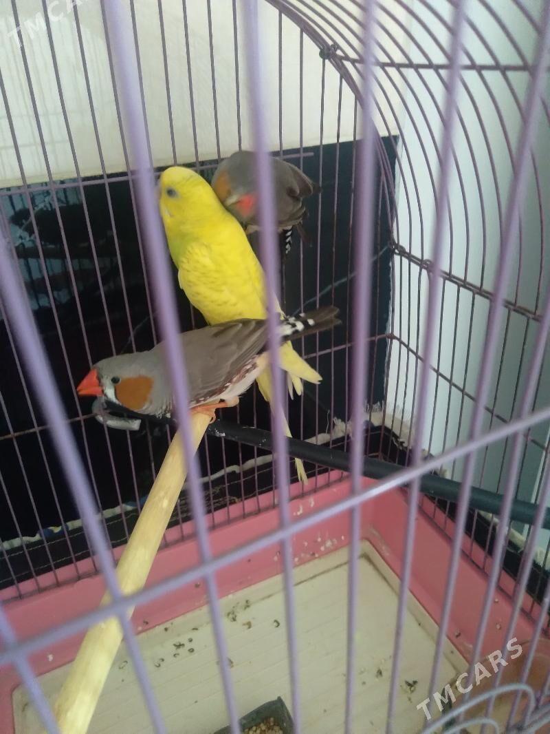 popugay - Aşgabat - img 1