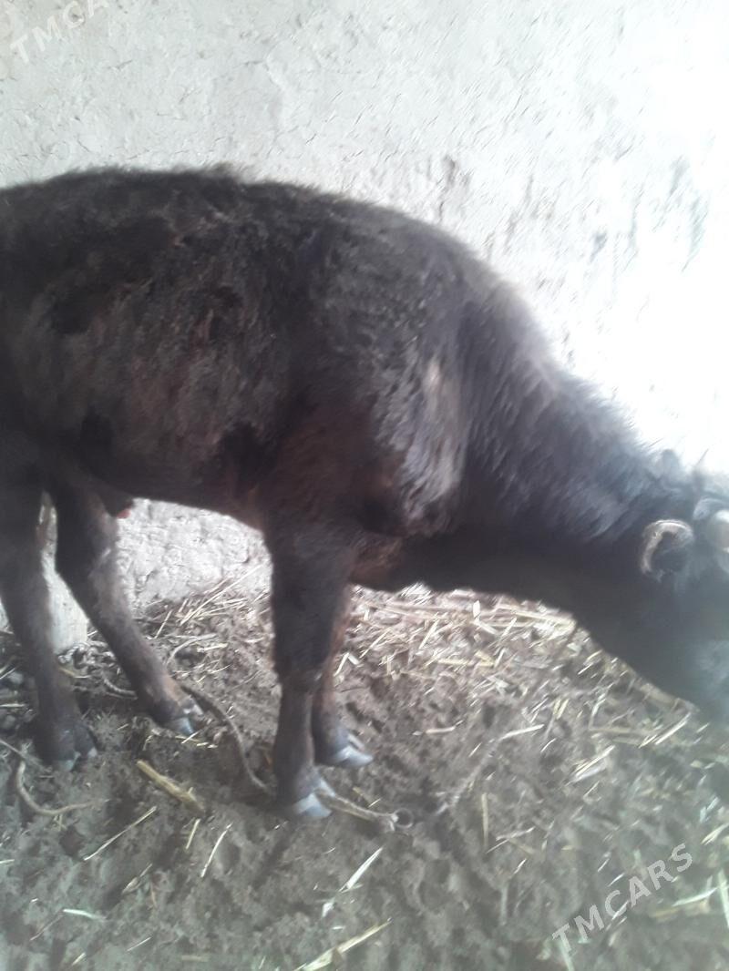 ÖKÜZ - Gubadag - img 1