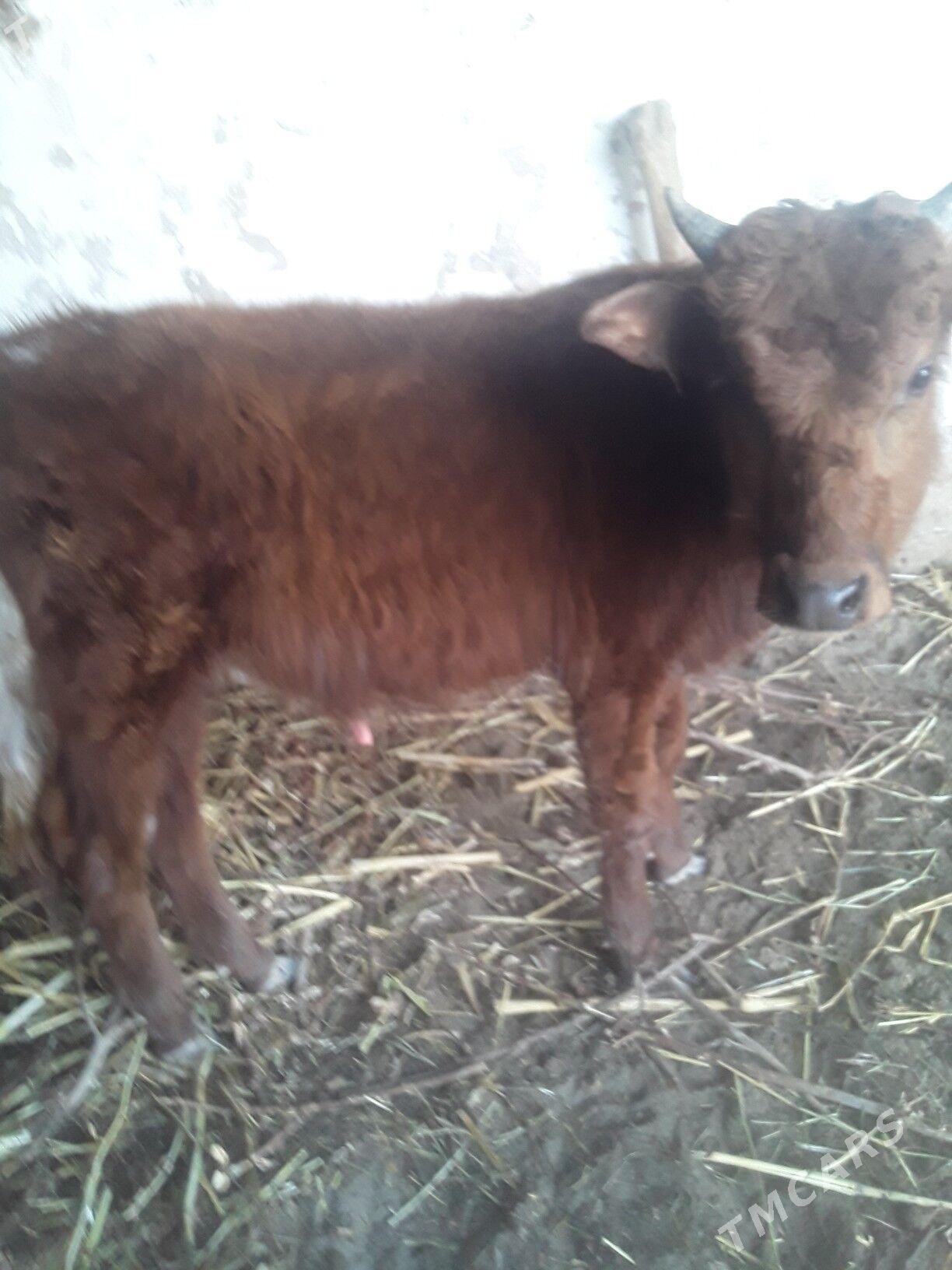 ÖKÜZ - Gubadag - img 1